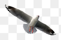 Silver gull png, transparent background