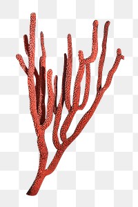 Red coral png, design element, transparent background