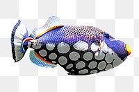 Triggerfish png colorful marine animal, transparent background