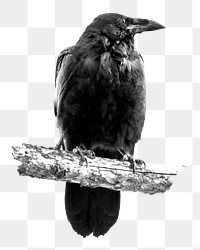 Black crow png, transparent background