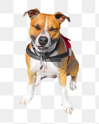 Staffordshire Bull Terrier dog png, transparent background