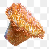 Orange sea anemone   png, transparent background