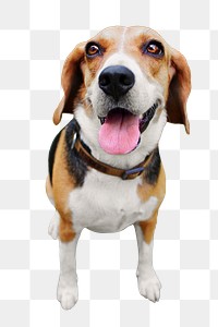 Dog png collage element, transparent background