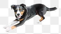 Black dog png collage element, transparent background