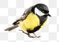 Great tit bird png, transparent background