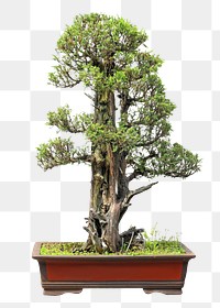 Potted Bonsai tree png, transparent background