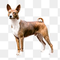 Basenji Congo Terrier dog png, transparent background