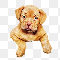 French mastiff png, design element, transparent background