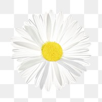 White daisy flower png, transparent background