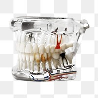 Teeth model png, isolated object, transparent background