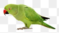 Parrot bird png collage element, transparent background