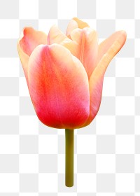 Pink summer tulip png collage element, transparent background