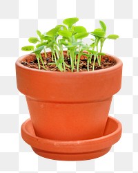 Potted garden plant png, transparent background