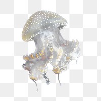 Jellyfish floating png, design element, transparent background
