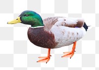 Duck png collage element, transparent background