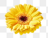 Yellow peony png collage element, transparent background