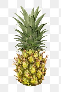 Png pineapple, transparent background