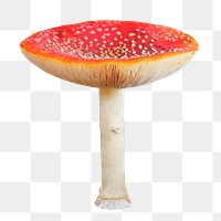 Poisonous mushroom png red hat, transparent background