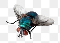 Bug png collage element, transparent background