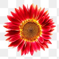 Red sunflower png, transparent background