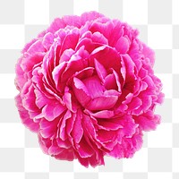 Pink peony flower png, transparent background
