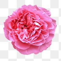 Pink peony flower png, transparent background