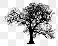 Botanical tree png, transparent background