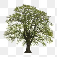 Oak tree png, transparent background