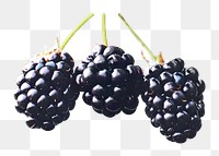 Png three blackberries element, transparent background