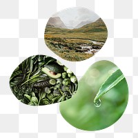 Green nature png badge elements, transparent background