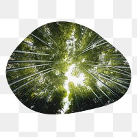 Bamboo forest png badge element, transparent background