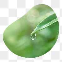Water drop png badge element, transparent background