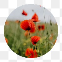 Poppy flowers png circle badge element, transparent background