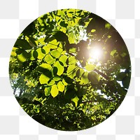 Beautiful leaves png circle badge element, transparent background