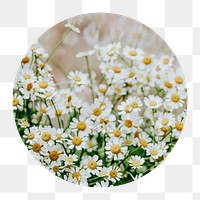 Chamomile filed png circle badge element, transparent background