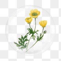 Yellow poppy png flower sticker, bubble design transparent background. Remixed by rawpixel.