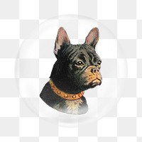 French bulldog png sticker, bubble design transparent background. Remixed by rawpixel.