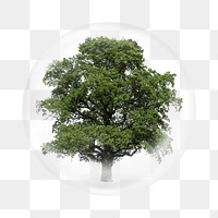 Big tree png sticker,  bubble design transparent background. Remixed by rawpixel.