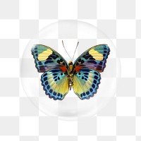 African butterfly png sticker, bubble design transparent background. Remixed by rawpixel.