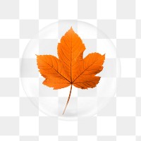 Maple leaf png sticker,  bubble design transparent background. Remixed by rawpixel.