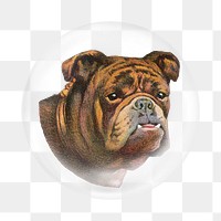 Old english bulldog png sticker, bubble design transparent background. Remixed by rawpixel.