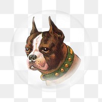 Boston terrier png dog sticker, bubble design transparent background. Remixed by rawpixel.