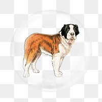 Saint bernard png dog sticker, bubble design transparent background. Remixed by rawpixel.