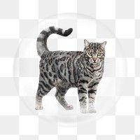 Bengal cat png element, animal in bubble