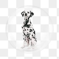 Dalmatian png element, animal in bubble