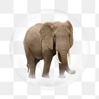 African elephant png element, animal in bubble