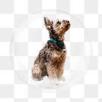 Schnauzer dog png element, animal in bubble