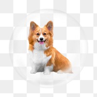 Corgi dog png element, animal in bubble