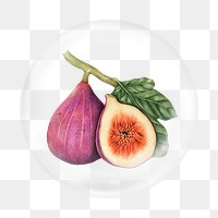 Fig png element, fruit in bubble