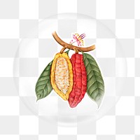 Hand draw cacao png element, fruit in bubble